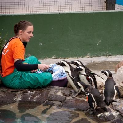 Animal Care volunteer lends a hand with the seabirds as she volunteers with animals in South Africa Projects Abroad volunteer helps care for the penguins while working with animals in South Africa